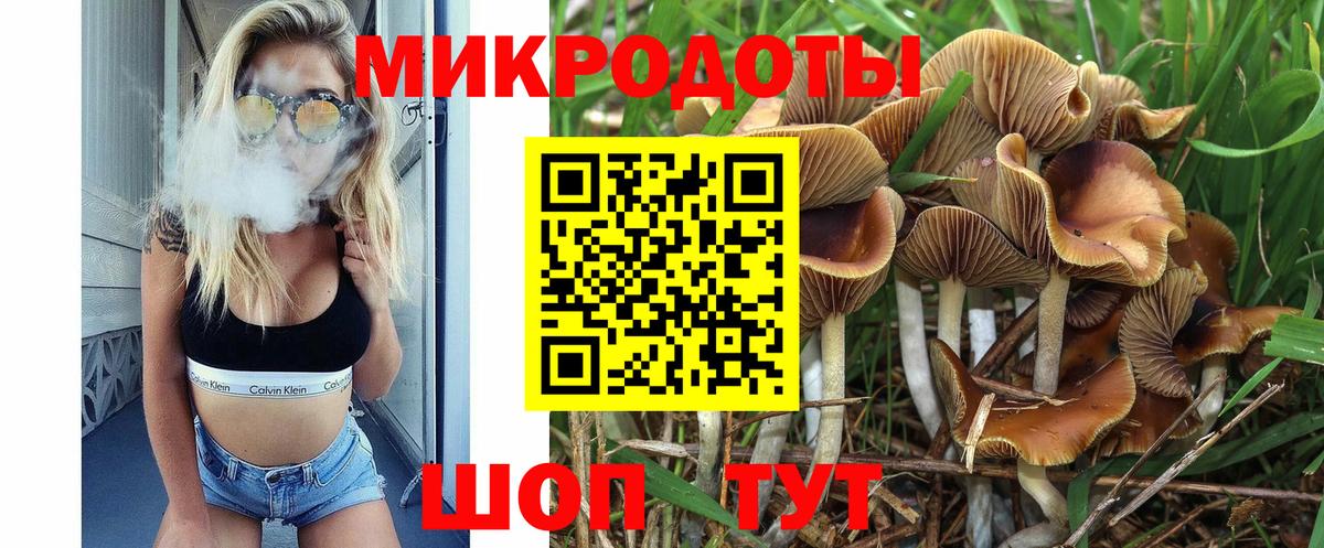 Галлюциногенные грибы Psilocybe Махачкала